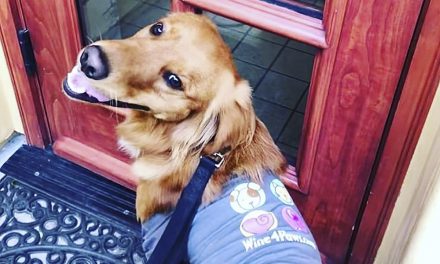 Wine 4 Paws Weekend Set for April 18-19