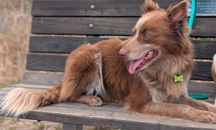 CCHDR Pet of the Week: Harley!