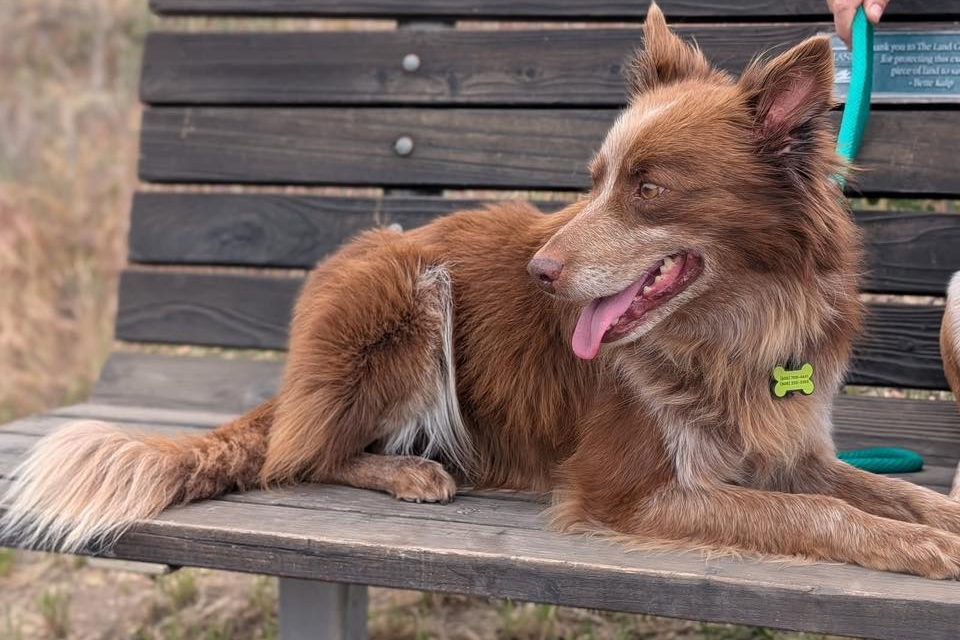CCHDR Pet of the Week: Harley!