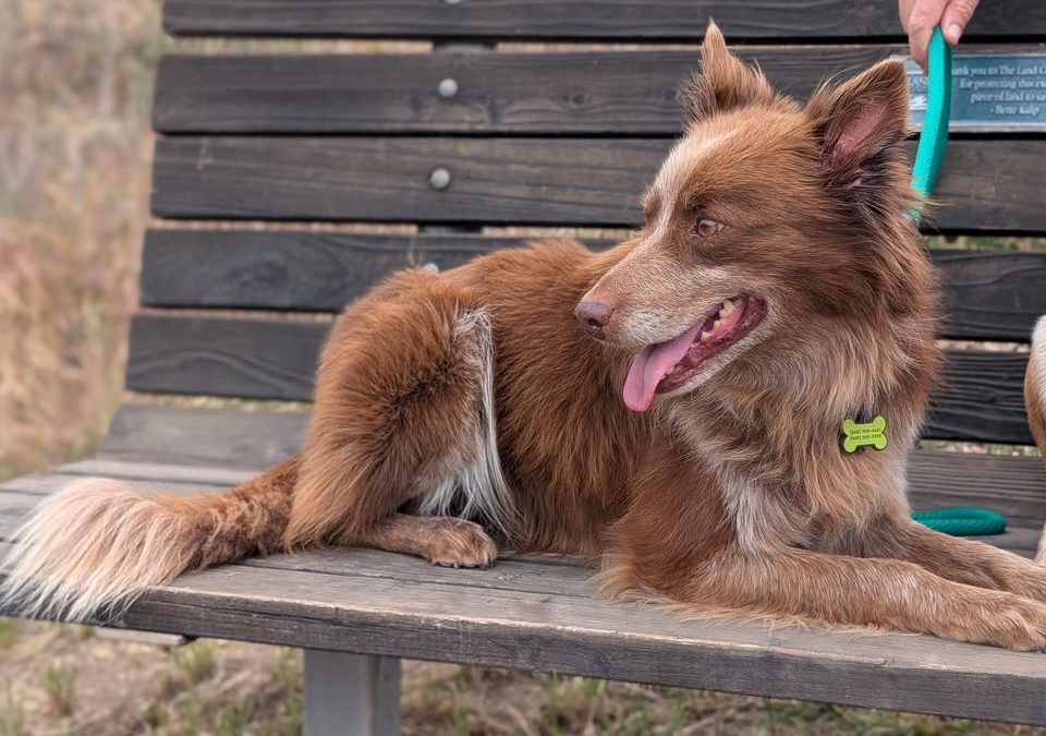 All Posts CCHDR Pet of the Week: Harley!