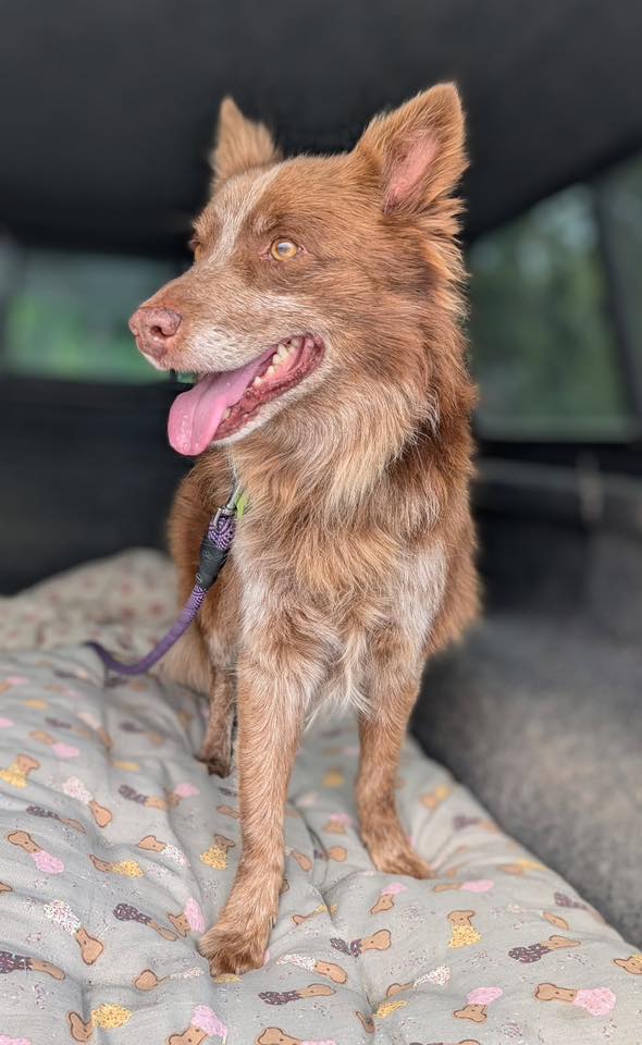 CCHDR Pet of the Week: Harley! Harley 2
