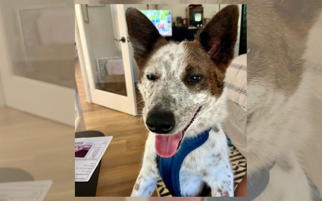 CCHDR Pet of the Week: Hunter!