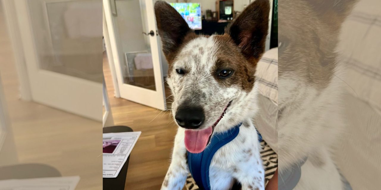 CCHDR Pet of the Week: Hunter!