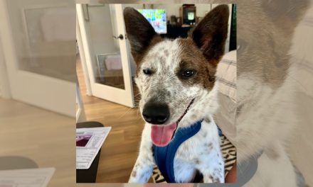 CCHDR Pet of the Week: Hunter!