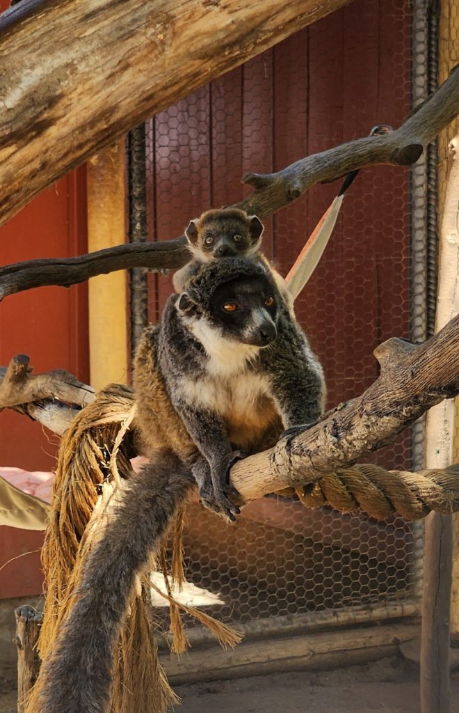 Koba 1 Baby Mongoose Lemur 2025