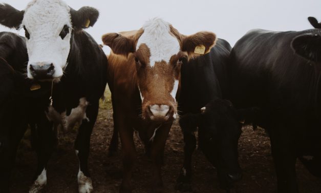 Salinas Valley Fair 2021 in-person livestock grading show and Online Auction