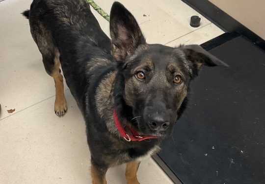 Adoptable animals from Los Angeles arrive in San Luis Obispo