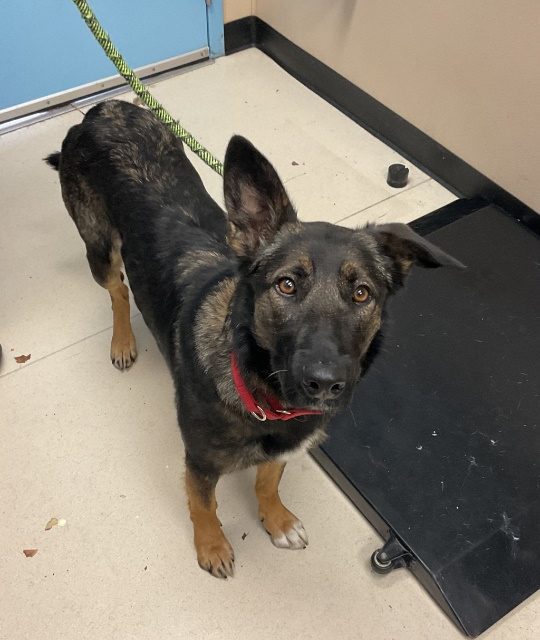 Adoptable animals from Los Angeles arrive in San Luis Obispo