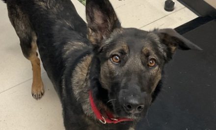 Adoptable animals from Los Angeles arrive in San Luis Obispo