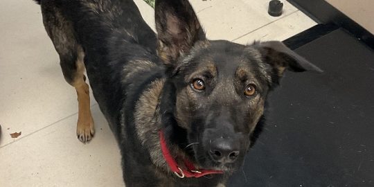 Adoptable animals from Los Angeles arrive in San Luis Obispo