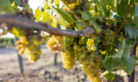 The 2021 San Luis Obispo County Wine Industry Awards