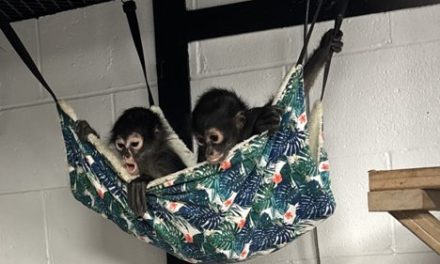 Charles Paddock Zoo welcomes new Mexican Spider Monkeys