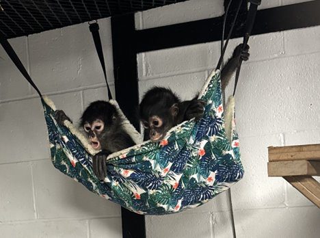 Charles Paddock Zoo welcomes new Mexican Spider Monkeys