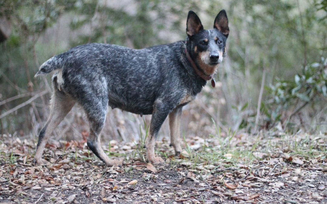 CCHDR Pet of the Week: Millie!