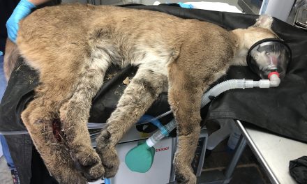 Injured Mountain Lion Found Along Highway 101 Euthanized