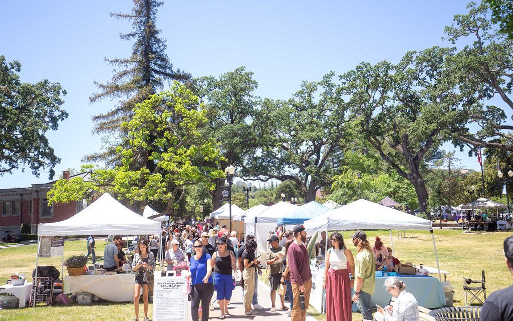 Olive and Lavender Festival Return for 18th and 14th Year