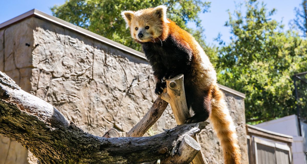 Charles Paddock Zoo Celebrating International Red Panda Day
