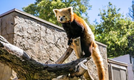 Charles Paddock Zoo Celebrating International Red Panda Day