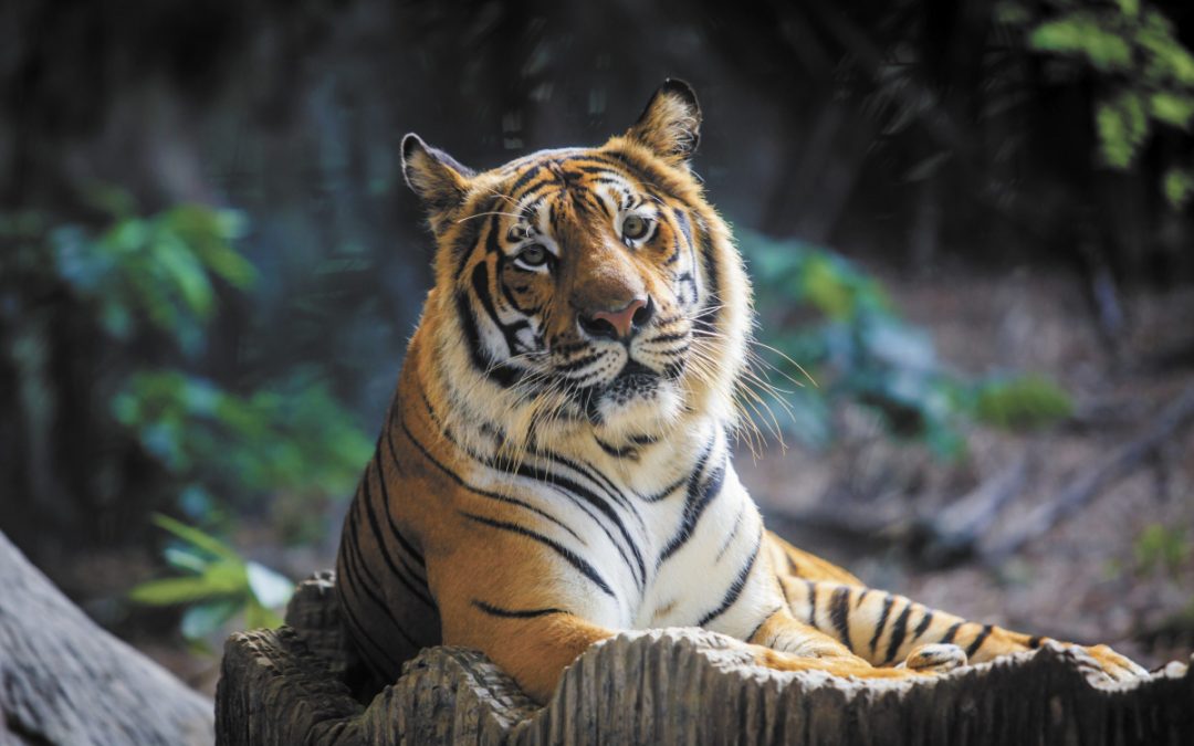 Recent Charles Paddock Zoo’s Birthday Invitation for Malayan Tiger Menderu