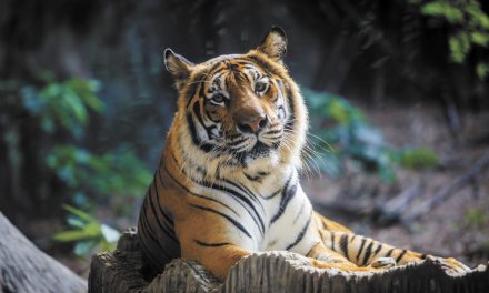 Charles Paddock Zoo’s Birthday Invitation for Malayan Tiger Menderu