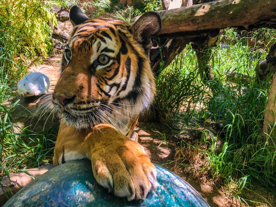 Paddock Zoo