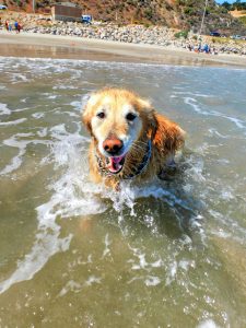 Ranger Beach Dog John Crippen 2