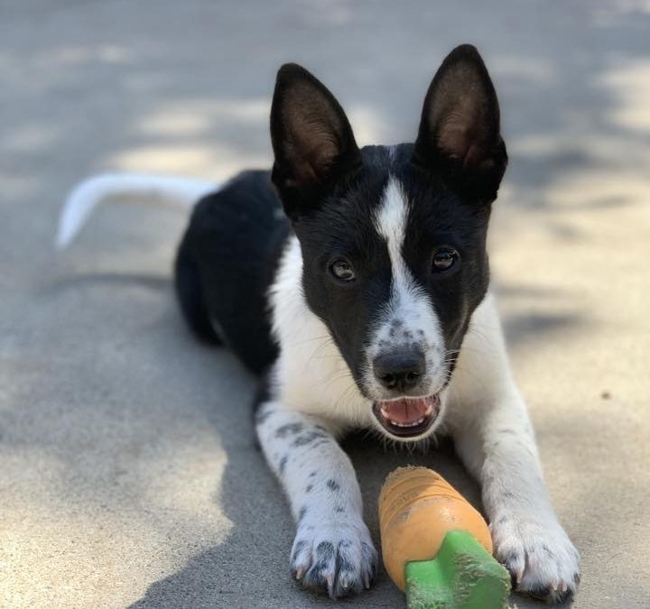 Recent CCHDR Pet of the Week: Raylen!