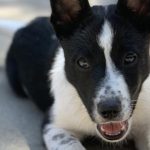 CCHDR Pet of the Week: Raylen!