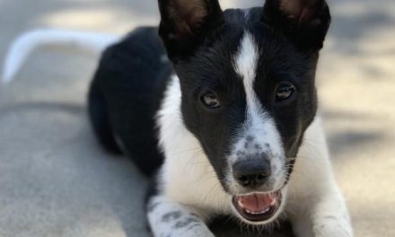 CCHDR Pet of the Week: Raylen!