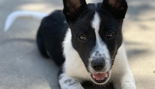 CCHDR Pet of the Week: Raylen!