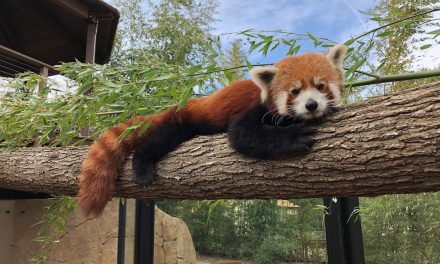 International Red Panda Day Comes to Charles Paddock Zoo