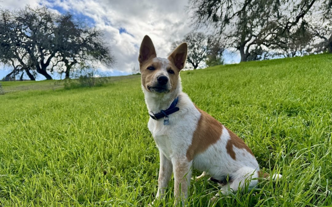 Recent Hearts for Paws: How two Central Coast rescues are changing lives