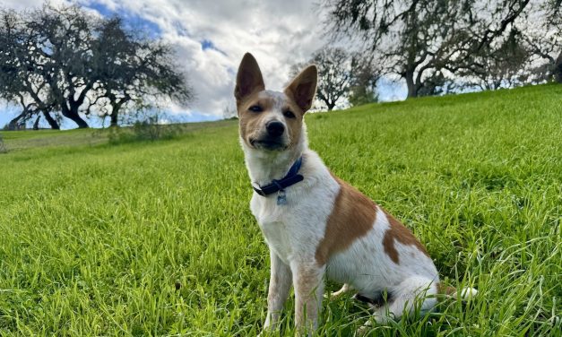 Hearts for Paws: How two Central Coast rescues are changing lives