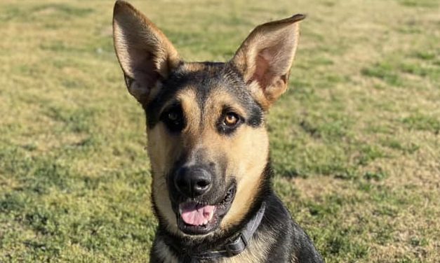CCHDR Pet of the Week: Ryatt!