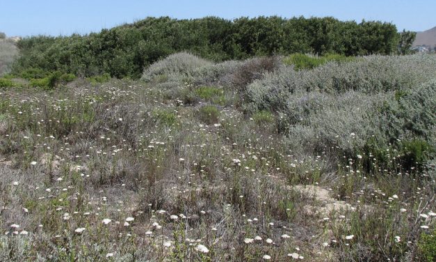 San Luis Obispo Botanical Garden Focuses on Restoring Native Habitat