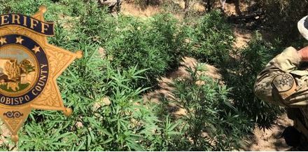 Arrest Made in Two Illegal Trespass Cannabis Grows in Northern San Luis Obispo County