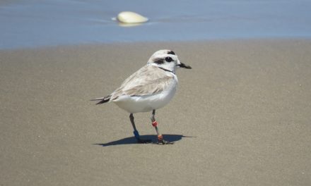California Coastal Commission Orders Oceano Dunes to Remain Closed to Vehicles to Protect Nesting Shorebirds