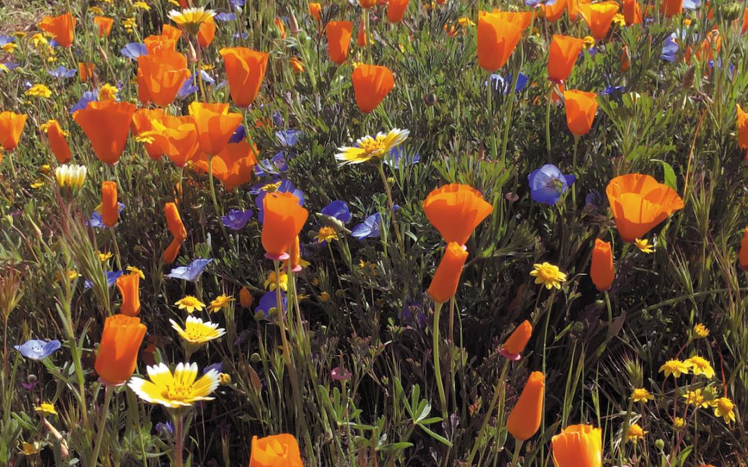 Recent Superbloom on the Brain