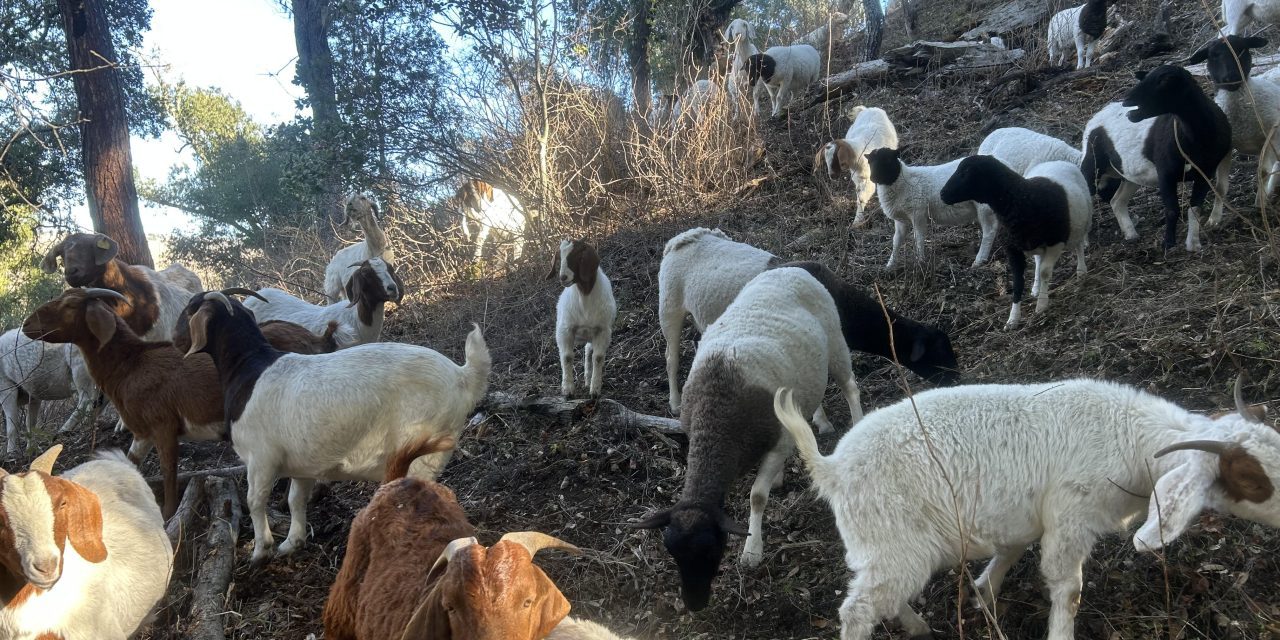 SLO Goats & Sheep performs weed abatement and more for Atascadero Cemetery District