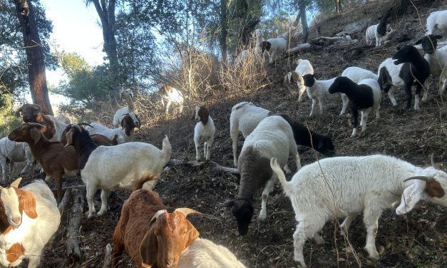 SLO Goats & Sheep performs weed abatement and more for Atascadero Cemetery District