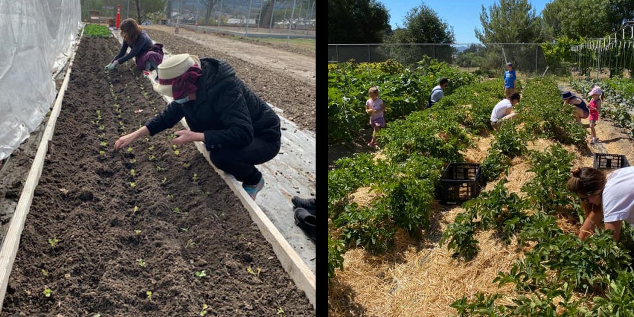 Templeton Hills Community Farm Impacting Their Community One Seed at a Time
