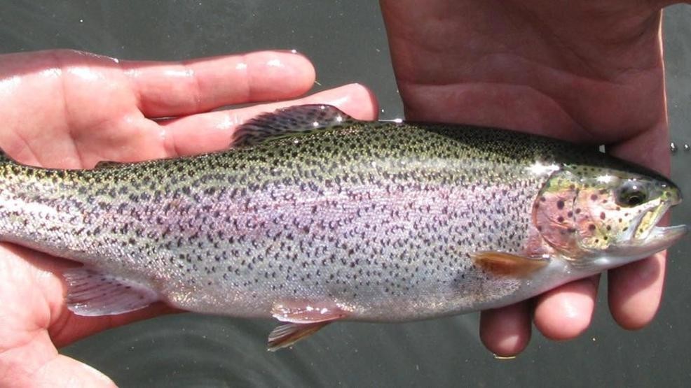 Medi Park Lake gets more than 500 fully grown rainbow trout