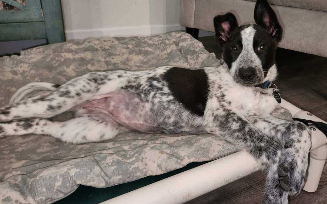 Recent CCHDR Pet of the Week: Venus!