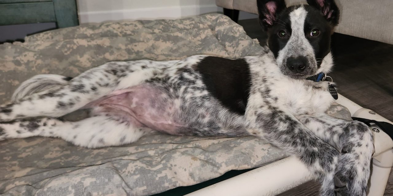 CCHDR Pet of the Week: Venus!