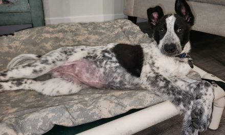 CCHDR Pet of the Week: Venus!