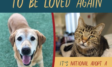 Woods Humane Society Waives Adoption Fees for Senior Pets in November