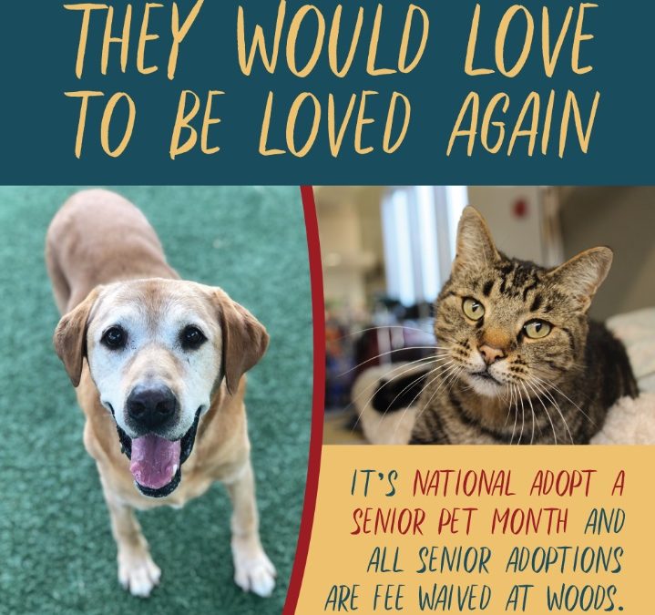Recent Woods Humane Society Waives Adoption Fees for Senior Pets in November