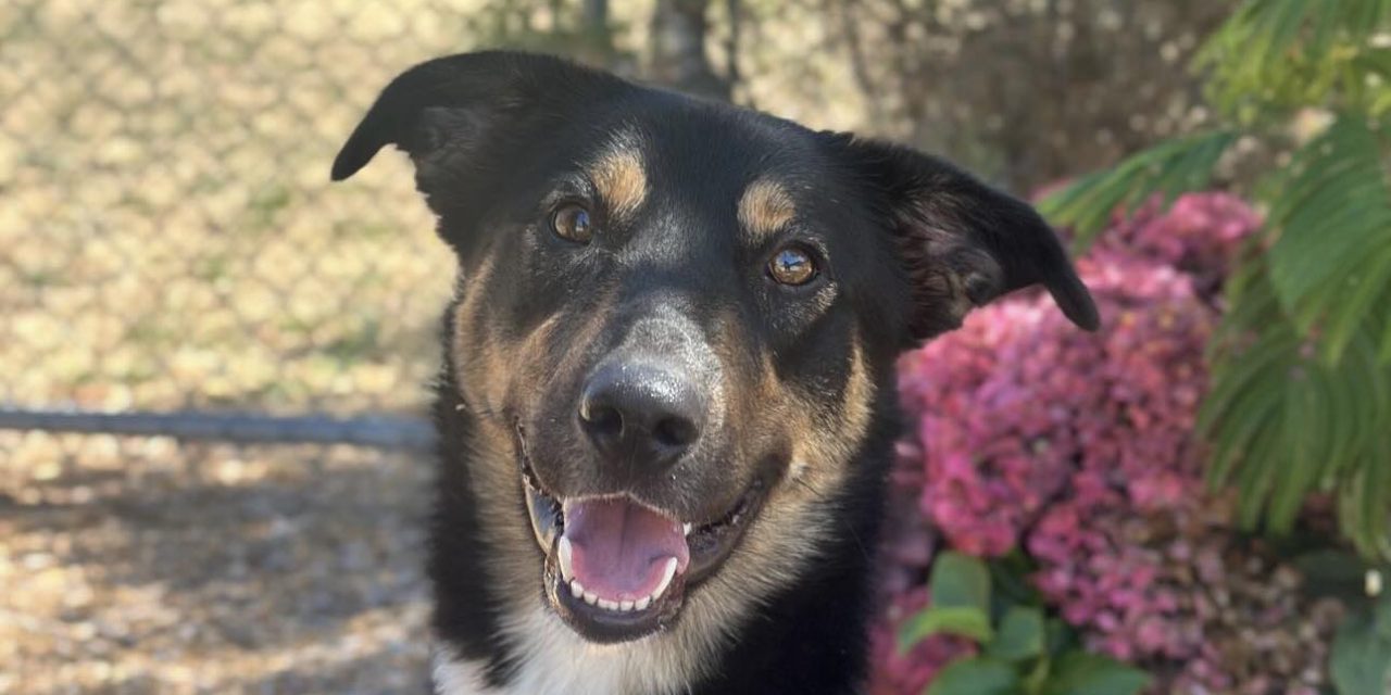 Woods Humane Society hosts biggest Pet Party on the Central Coast on Oct. 26