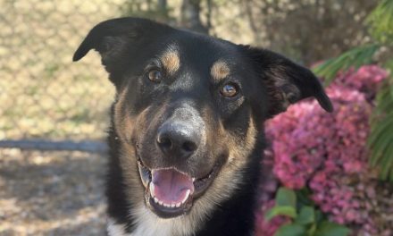 Woods Humane Society hosts biggest Pet Party on the Central Coast on Oct. 26