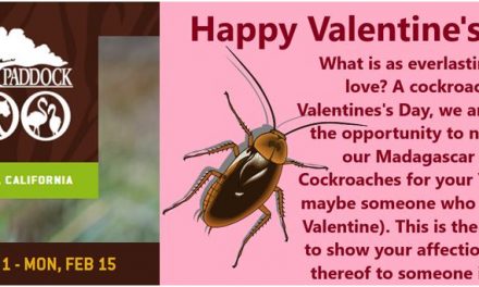 Charles Paddock Zoo Presents Adopt-a-Cockroach Valentine!